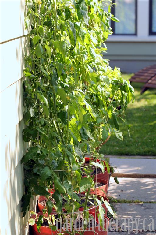 tomato plants in self watering containers