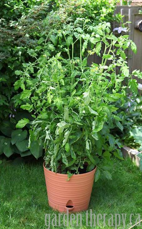 Tomato in self watering container