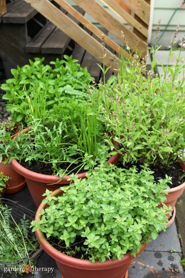 Perennial herbs grown in containers