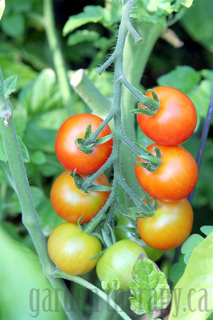 cherry tomatoes 