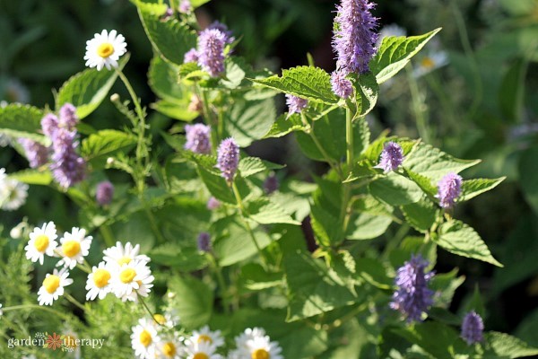 flowering herbs for small spaces