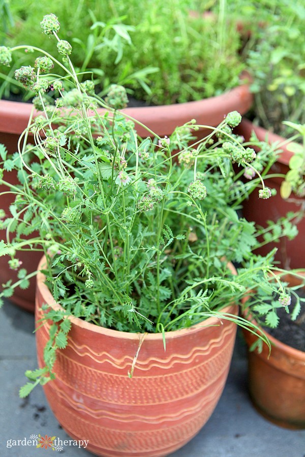 salad burnet grows well in a container