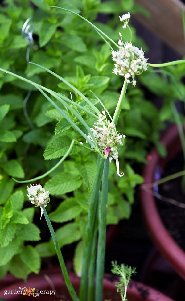 Egyptian Walking Onions