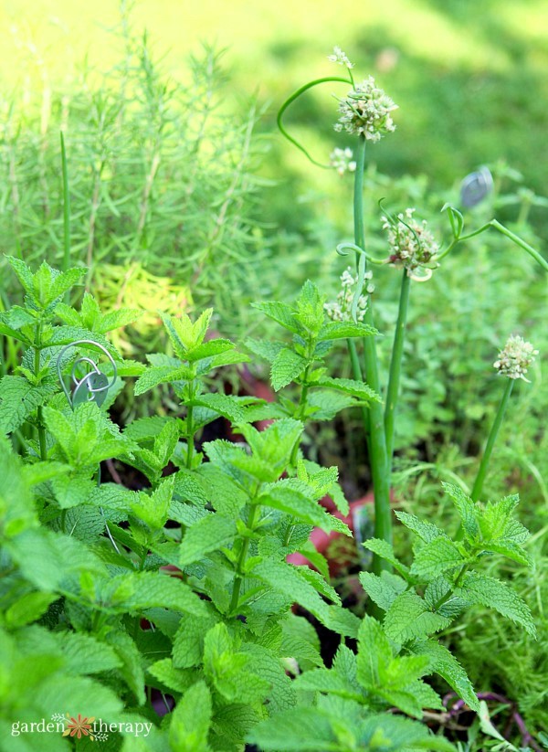 mint in a container surrounded by rosemary and Egyptian walking onions