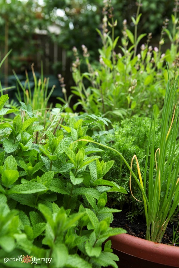 perennial herbs