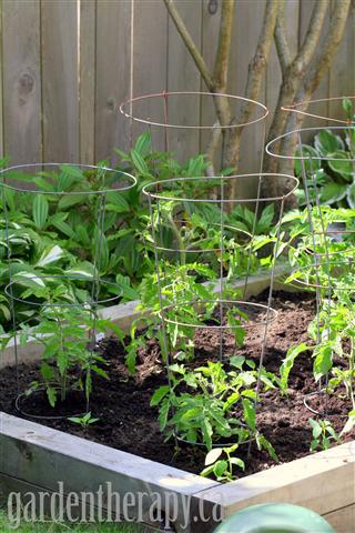 raised vegetable garden bed with tomatoes