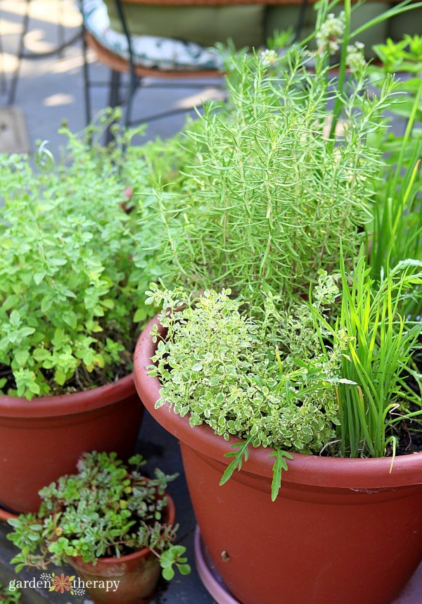 Several potted herbs