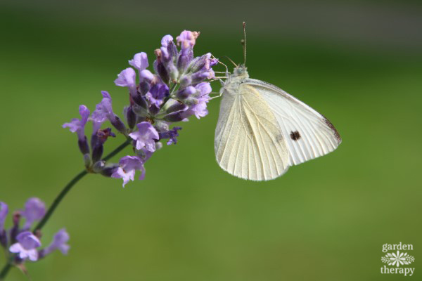 Cabbage Moth on Lavender