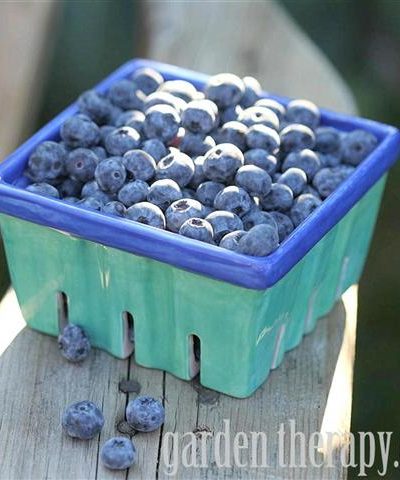 Blog Garden Therapy