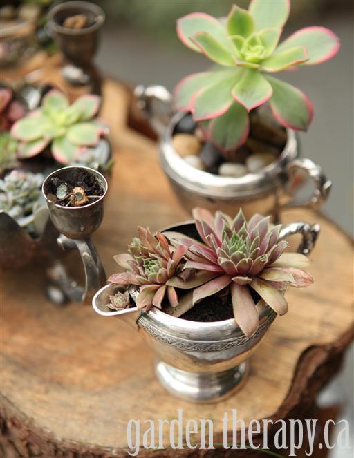 Dressing up vintage silver with cool succulents