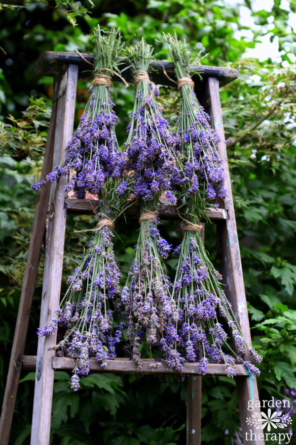 Lavender drying upside down on a rack outside