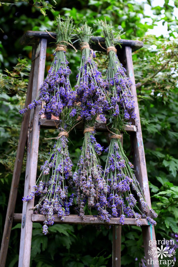 Drying English Lavender on an old ladder in the garden