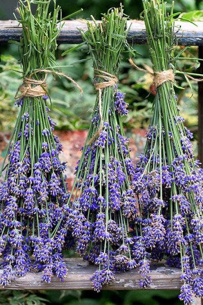 English Lavender