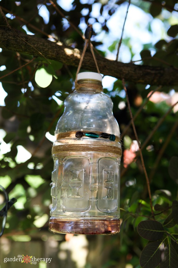 homemade wasp trap made with a recycled bottle