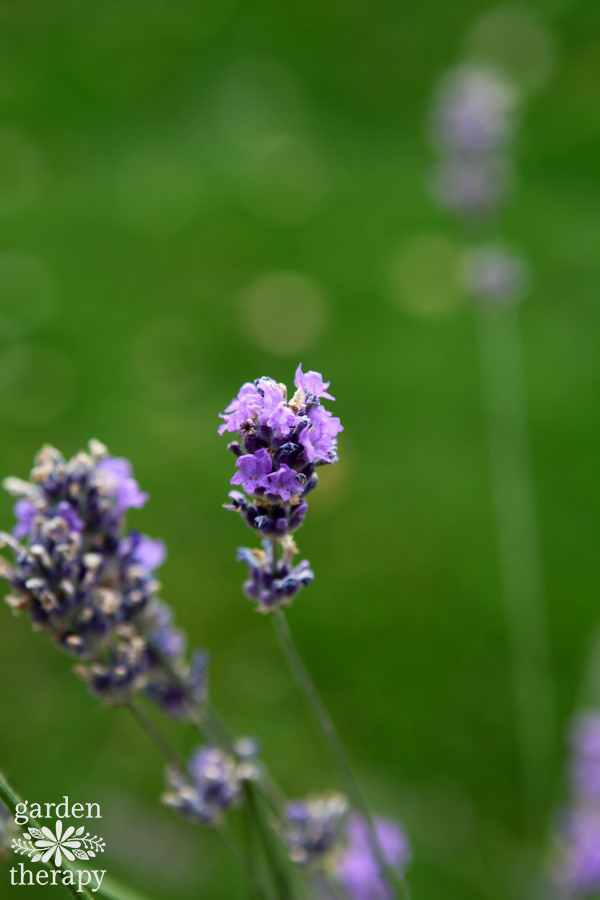 English Lavender buds