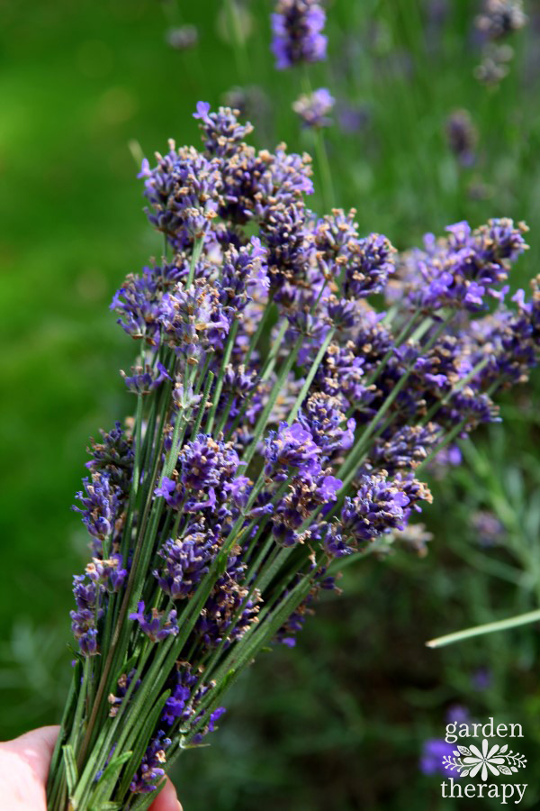 bundle of freshly cut lavender