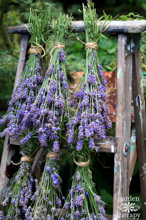 how to dry lavender by hanging it to dry on a ladder