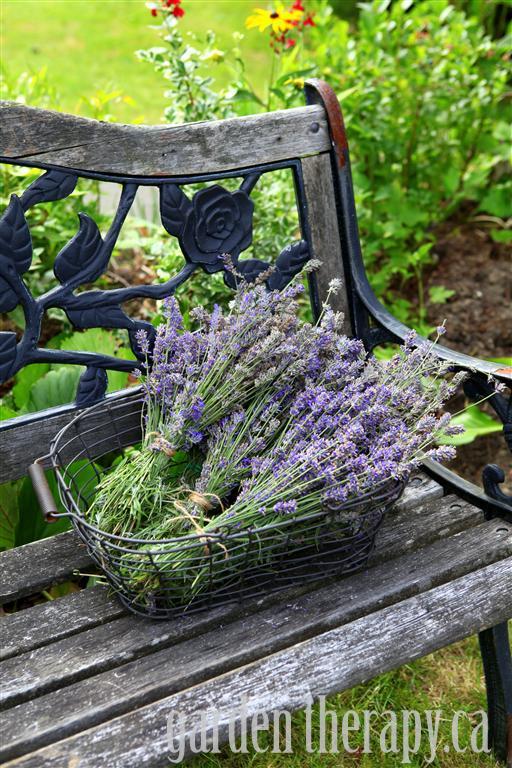 When To Harvest Lavender Flowers Southern Living