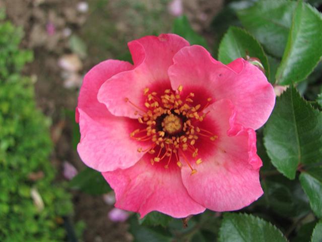 Hulthemia Rose