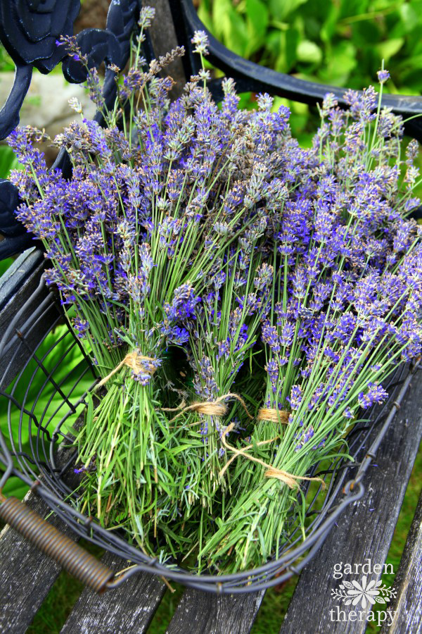 bunches of freshly harvested English lavender