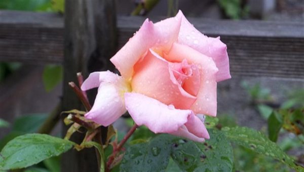 Book Club: The Care and Handling of Roses with Thorns - Garden Therapy