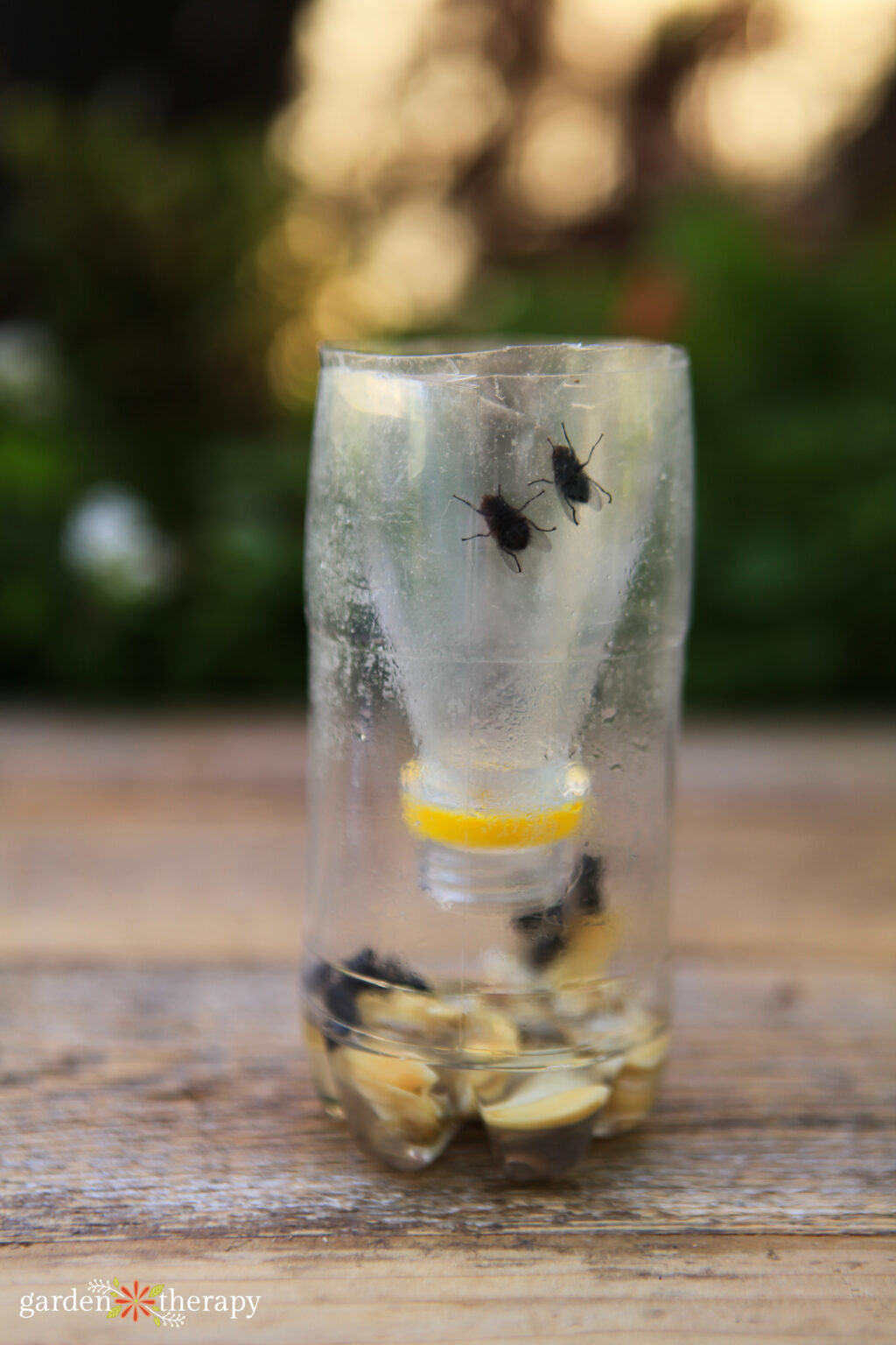 Super Simple DIY Wasp Trap - Garden Therapy