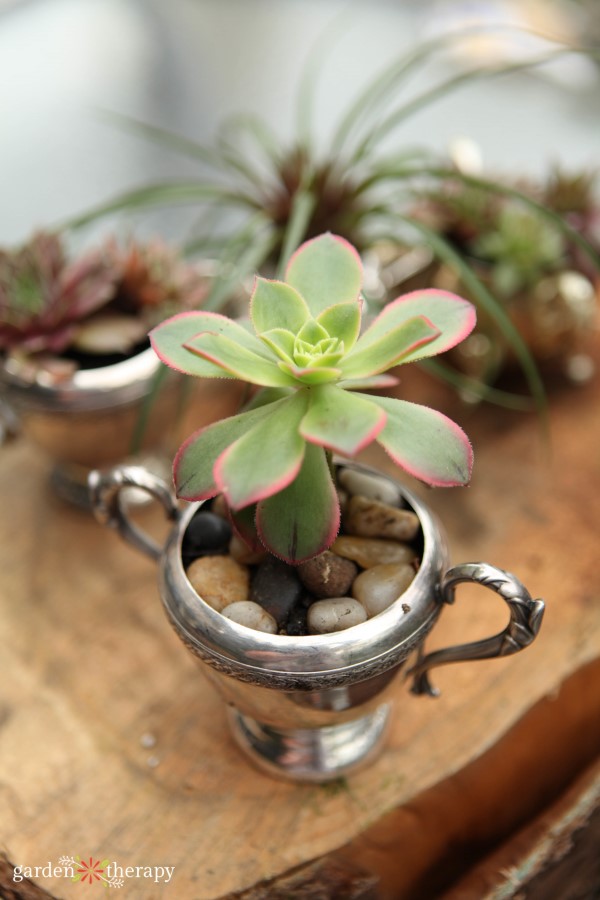 Succulent planted in a silver sugar bowl