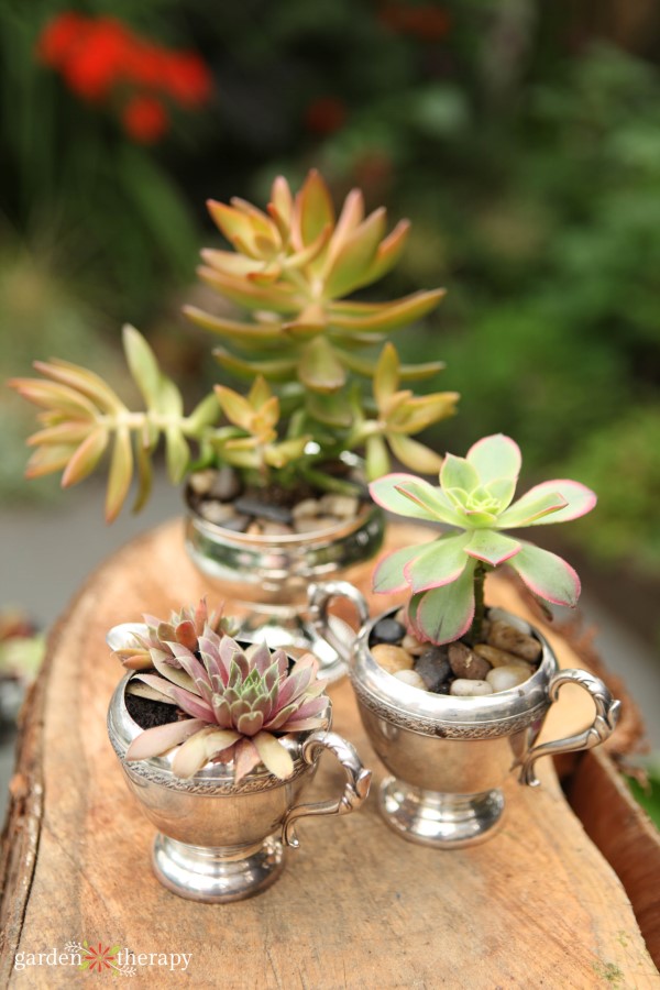 silver repurposed as succulent planters