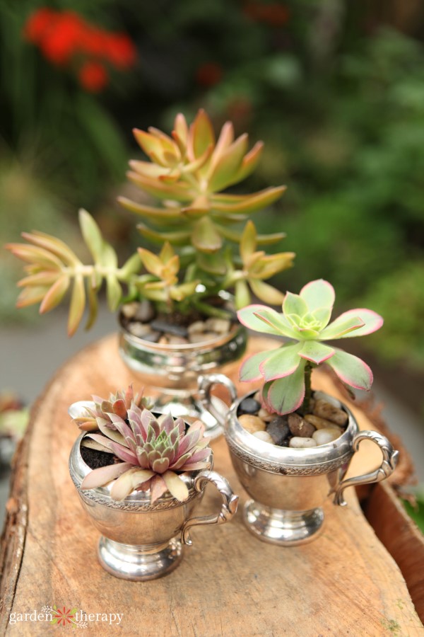 succulent-leaves-falling-off-8-easy-fixes-garden-therapy-flipboard