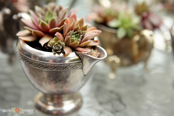 succulent planted in vintage silver creamer