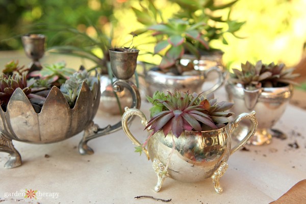 old silver containers planted with succulents