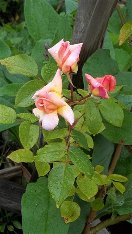 spray of compassion roses