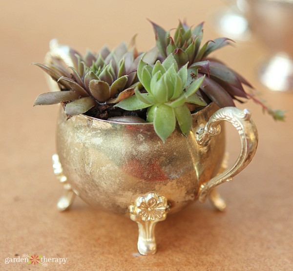 succulentes plantées dans un sucrier vintage