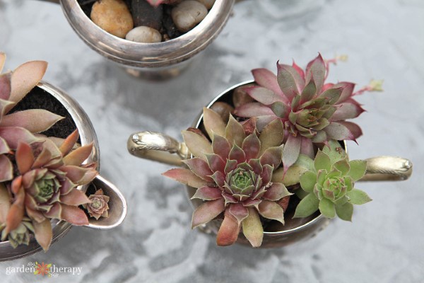 succulents planted in silver dishes