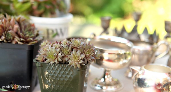 succulents and vintage silver