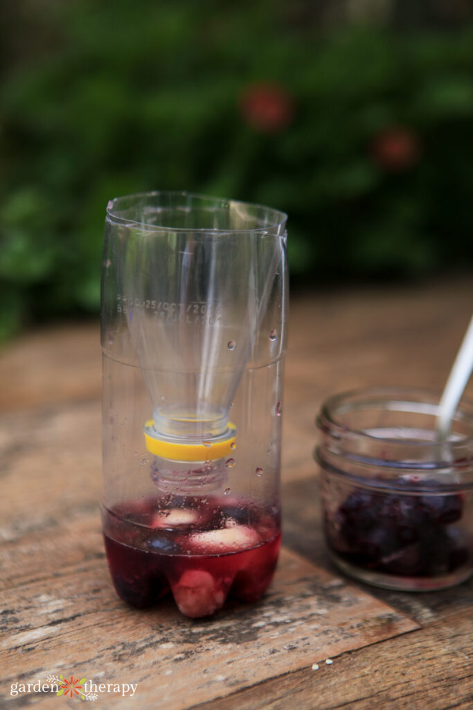 Trampa para avispas rellena de mermelada diluida y fruta