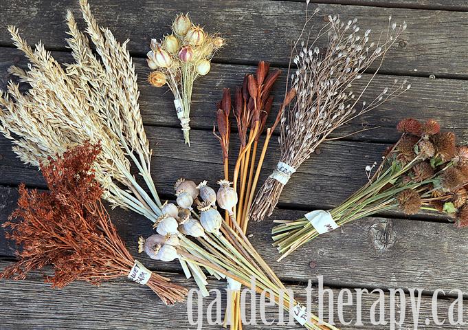 Dried Flower Stems and Seed Pods