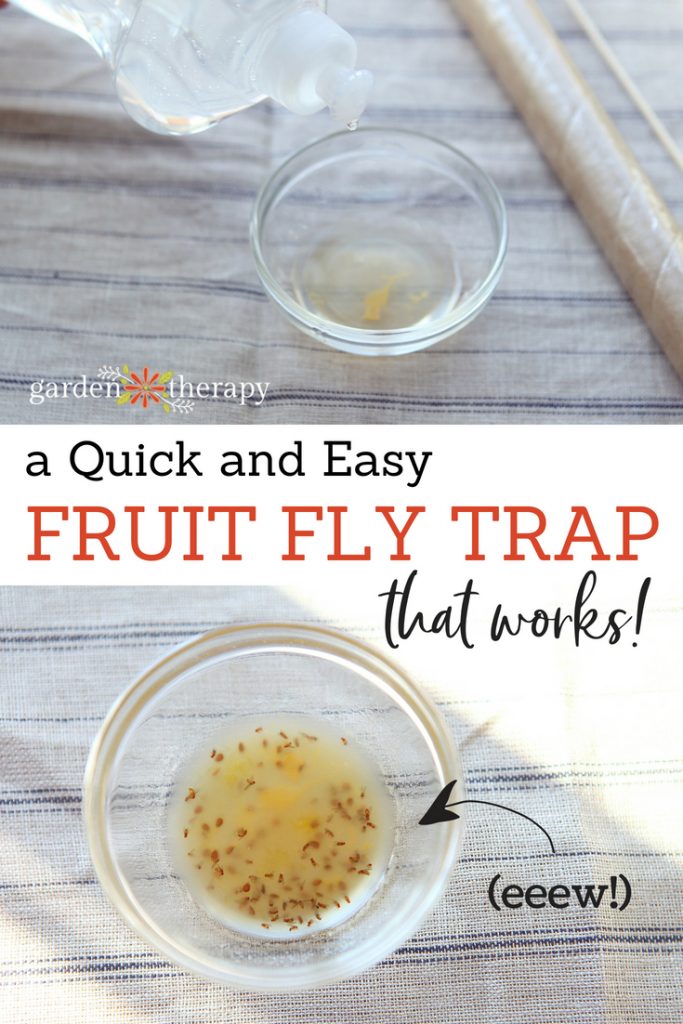 a quick and easy fruit fly trap that works