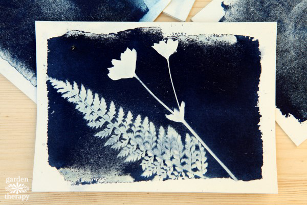 Botanical sun prints