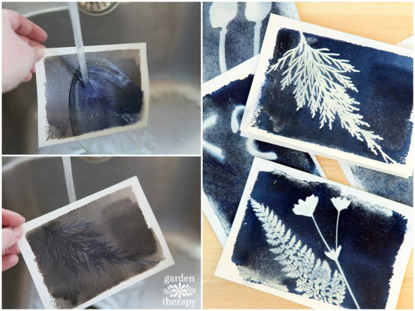 Cyanotype sun printing: washing off the chemicals under a running tap.