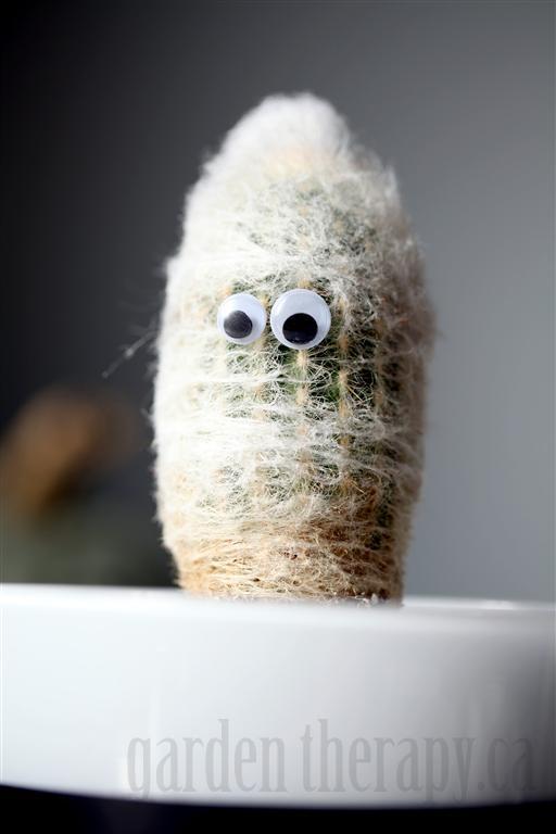 Mummy Cactus