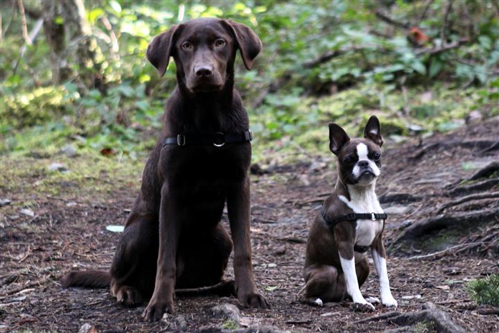 Cómo construir un corral para perros desechable