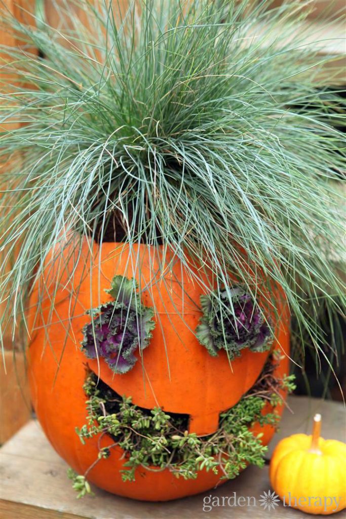 blue fescue grass inside a jack o lantern, representing hair