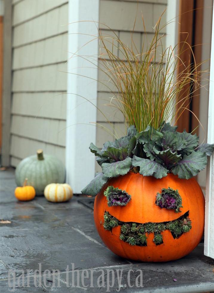 jack o plantern