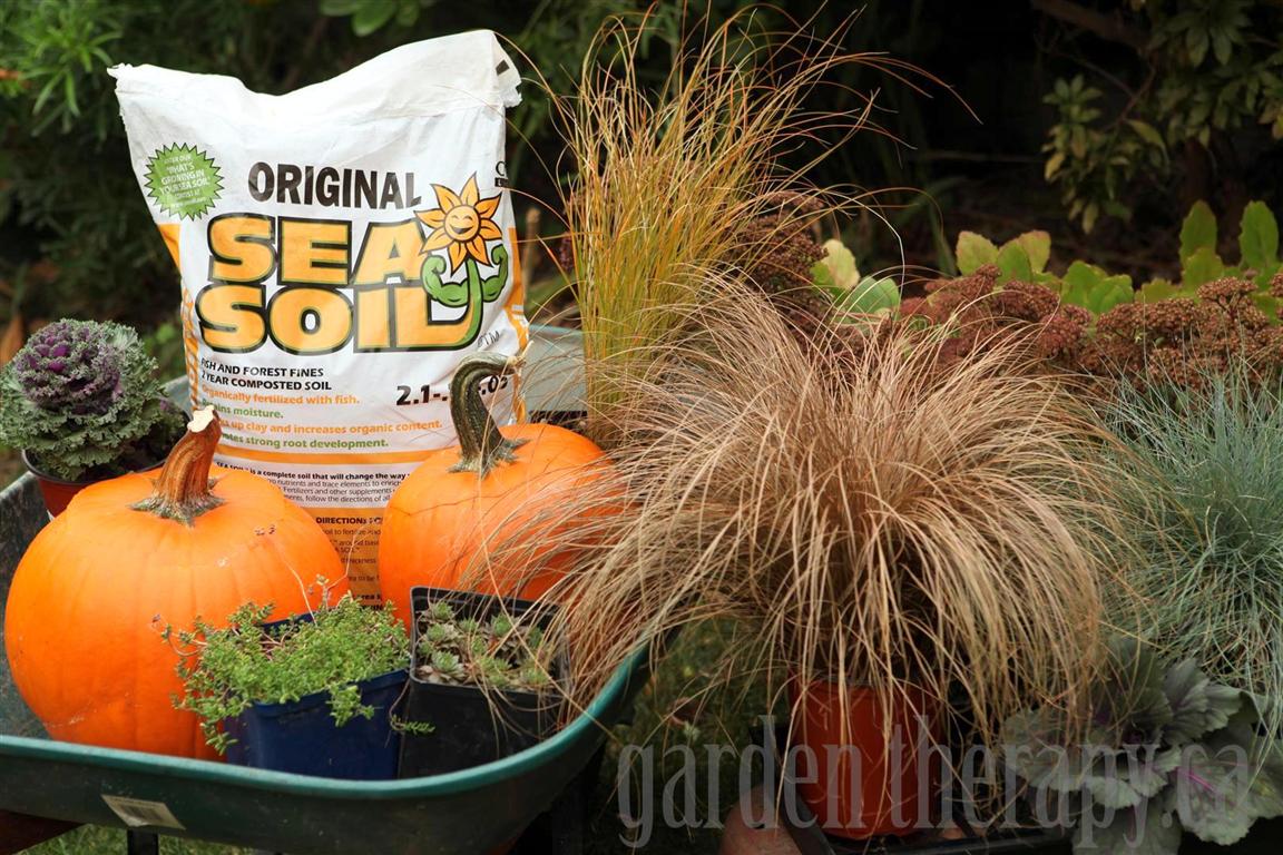 array of grasses next to a wheel barrow with pumpkins