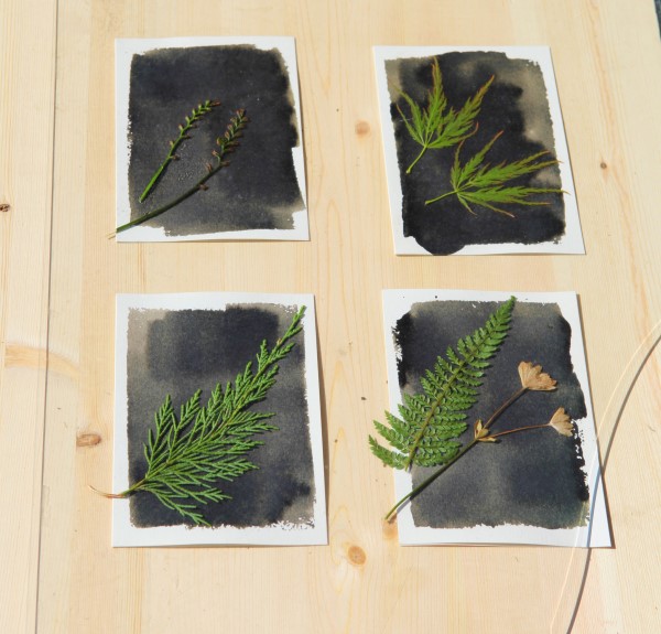 Making sun prints with leaves and pressed flowers from the garden