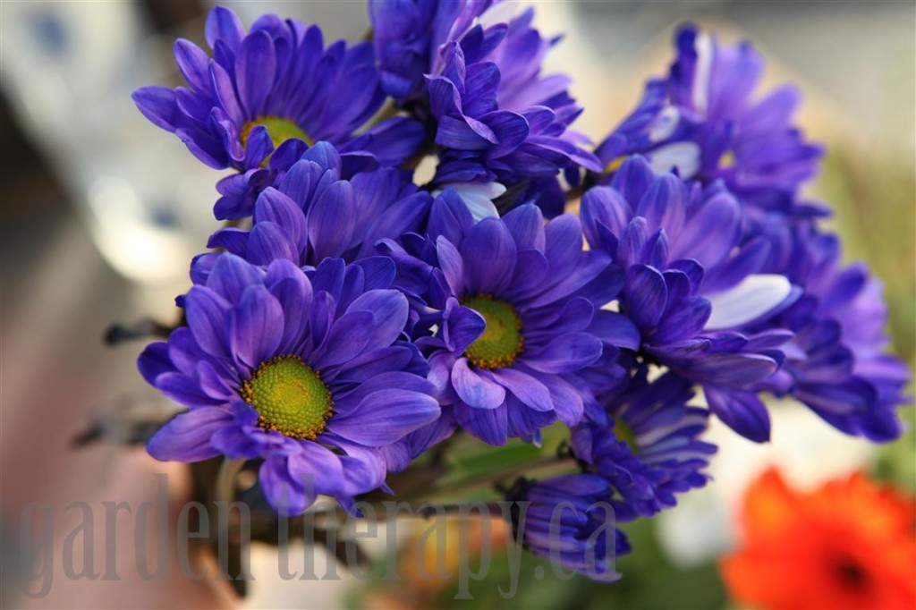 Chrysanthemums dyed blue