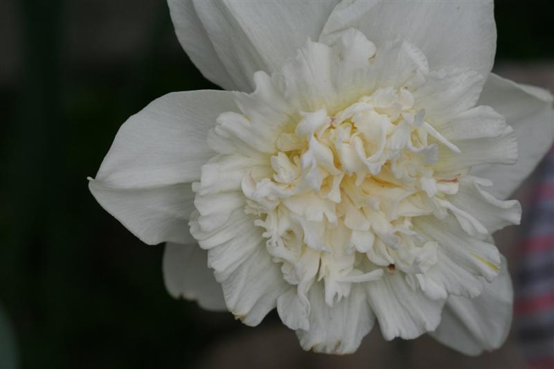 white daffodil flower