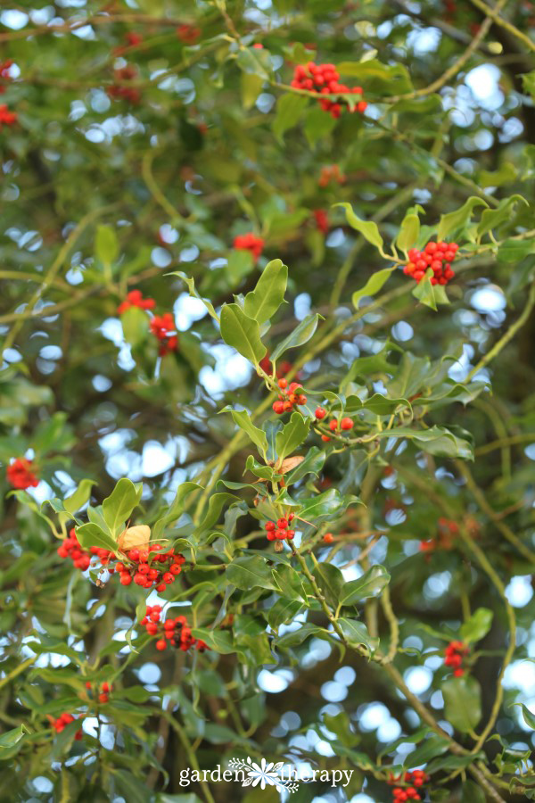 holly shrub growing full of red berries