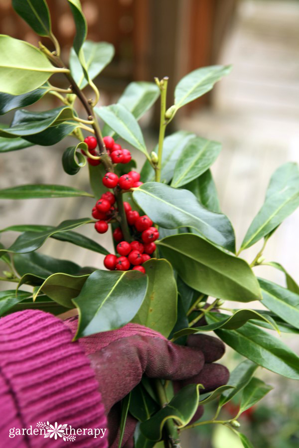 bundle of holly and laurel trimmings in a hand wearing a pink glove